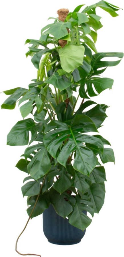 BOTANICLY Monstera (Monstera Pertusum) met bloempot – Hoogte: 150 cm – van