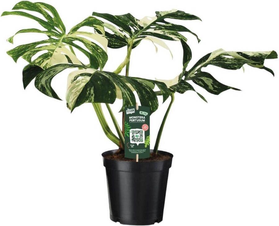 BOTANICLY Monstera – Mosntera Pertusum Variegata (Mosntera Pertusum Variegata) – Hoogte: 50 cm – van