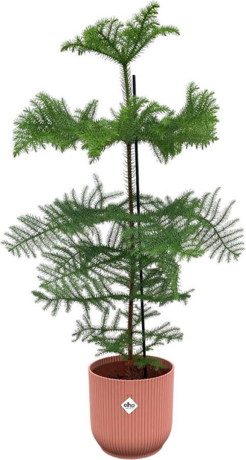 BOTANICLY Naaldboom – Kamerden (Araucaria) met bloempot – Hoogte: 100 cm – van