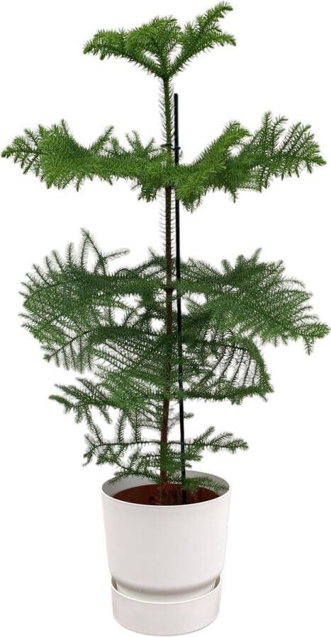 BOTANICLY Naaldboom – Kamerden (Araucaria) met bloempot – Hoogte: 100 cm – van