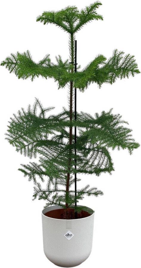 BOTANICLY Naaldboom – Kamerden (Araucaria) met bloempot – Hoogte: 100 cm – van