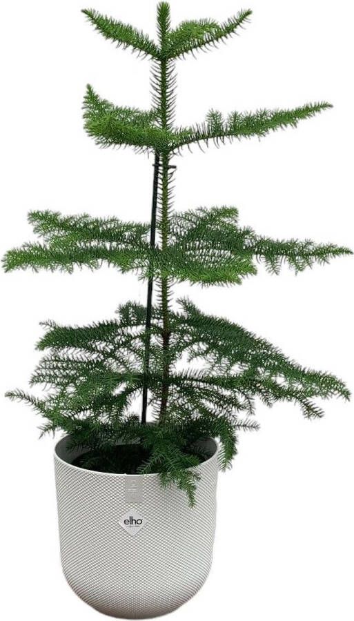 BOTANICLY Naaldboom – Kamerden (Araucaria) met bloempot – Hoogte: 60 cm – van