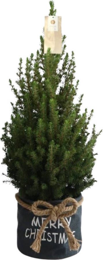BOTANICLY Naaldboom – Kerstboom (Picea glauca Conica) met bloempot – Hoogte: 70 cm – van