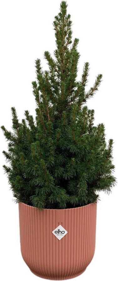 BOTANICLY Naaldboom – Kerstboom (Picea Glauca) met bloempot – Hoogte: 60 cm – van