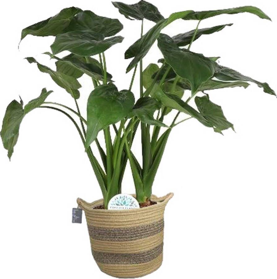 BOTANICLY Olifantsoor (Alocasia Cucullata) met bloempot – Hoogte: 110 cm – Kamerplant van