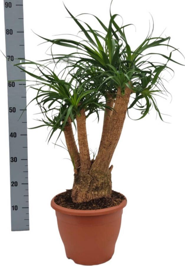 BOTANICLY Olifantspoot – Olifantenpoot (Beaucarnea) – Hoogte: 75 cm – van