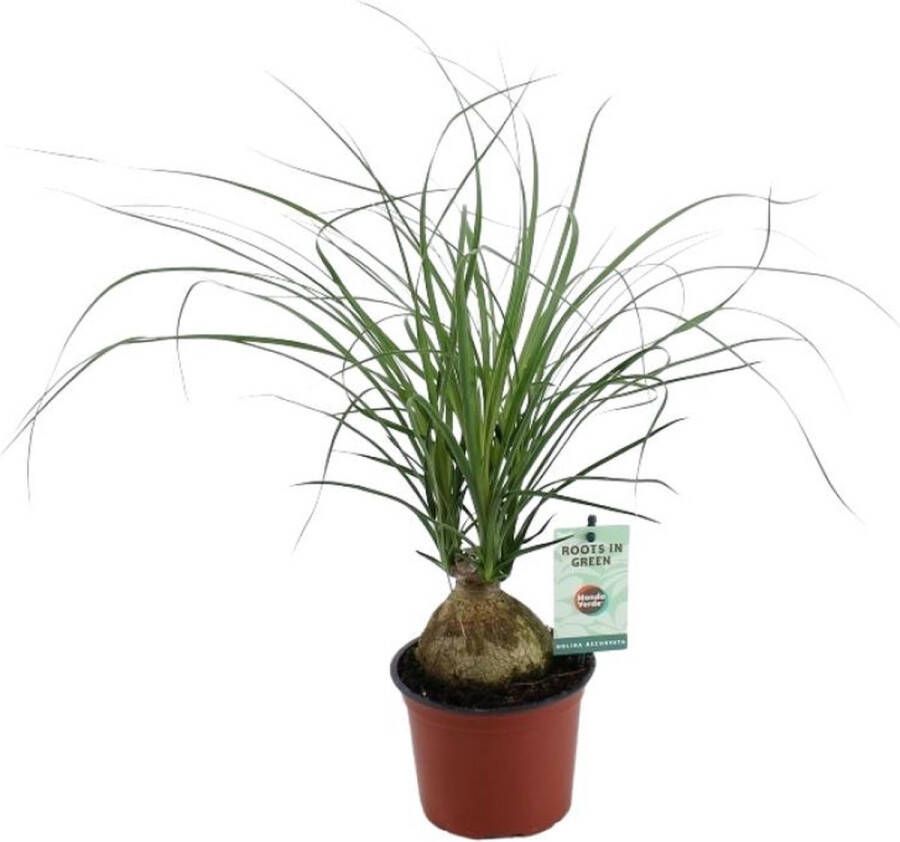 BOTANICLY Olifantspoot – Olifantenpoot (Beaucarnea Nolina Recurvata) – Hoogte: 45 cm – van