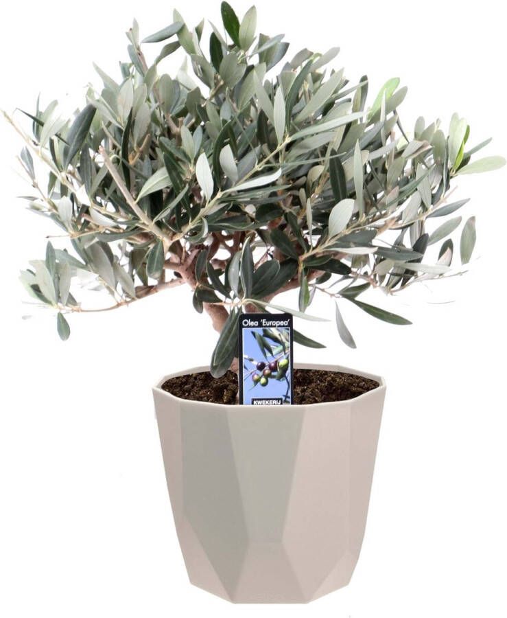 BOTANICLY Olijf boom (Olea Europaea) met bloempot – Hoogte: 35 cm – Boom van