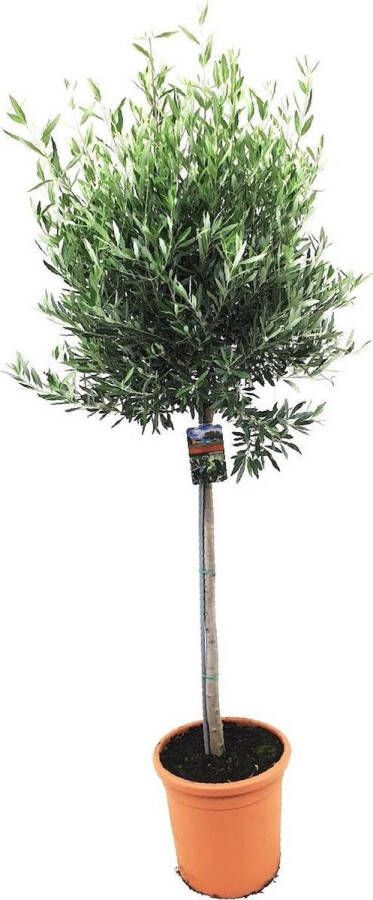 BOTANICLY Kamerplant van – Olijf boom – Hoogte: 89 cm – Olea europeae