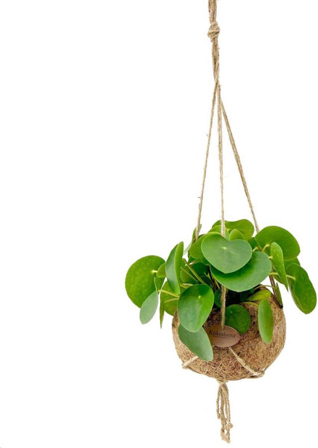 BOTANICLY Pannenkoekenplant (Pilea Peperomioides) met bloempot – Hoogte: 30 cm – Kamerplant van