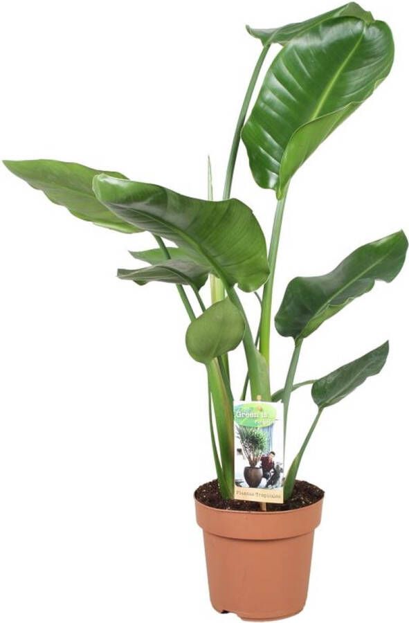 BOTANICLY Paradijsvogelbloem (Strelitzia Nicolai) – Hoogte: 60 cm – van