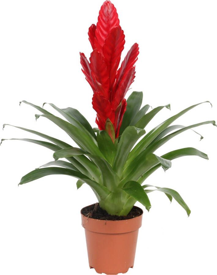 BOTANICLY Pink Vriesea (Vriesea Intenso Pink) – Hoogte: 40 cm – Kamerplant van