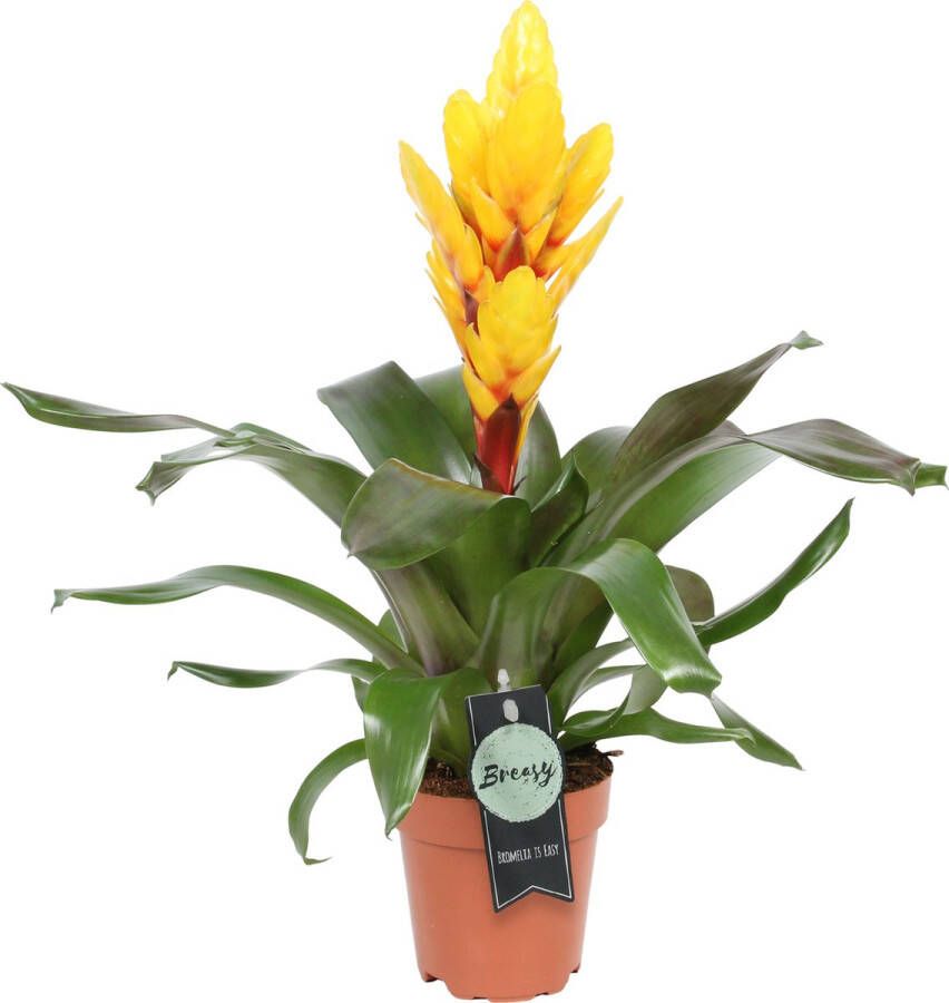 BOTANICLY Pink Vriesea (Vriesea Intenso Pink) – Hoogte: 45 cm – Kamerplant van