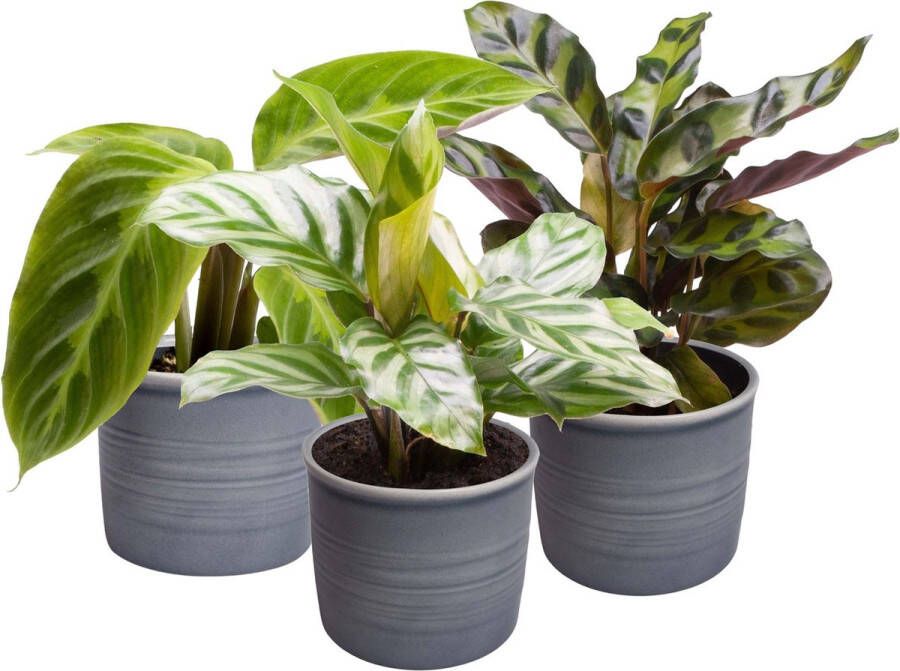 BOTANICLY Plantenset Oval Beauties 3 Calathea's 15cm