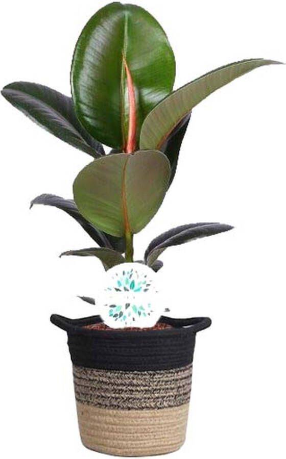 BOTANICLY Rubberboom (Ficus Elastica Robusta) met bloempot – Hoogte: 55 cm – Kamerplant van