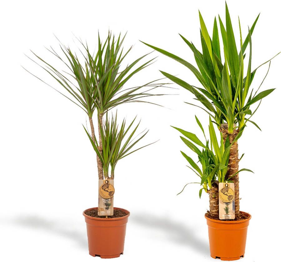 BOTANICLY — Set van 2 kamerplanten: Dracaena ↨70cm Ø17cm + Yucca ↨90cm Ø17cm