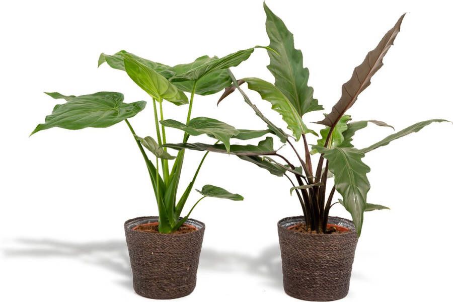 BOTANICLY Set van 2 Kamerplanten in donkere mand ong. 60-70 cm hoog Urban Jungle gevoel van