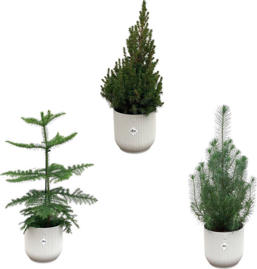 BOTANICLY Set van 3 Kamerplanten ELHO Vibes Grijs ong. 60 cm hoog Urban Jungle gevoel van