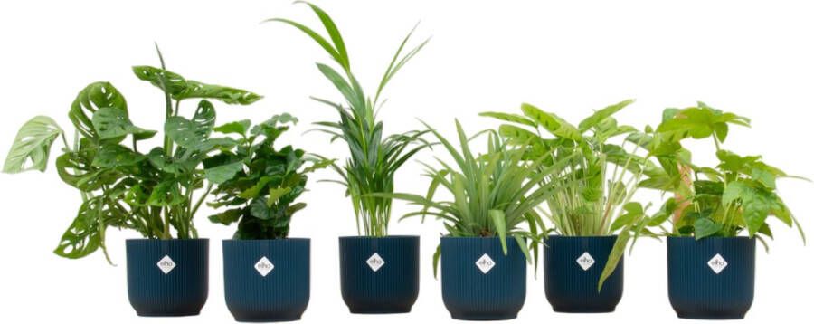 BOTANICLY Set van 6 Kamerplanten ELHO Vibes Blauw ong. 30 cm hoog Urban Jungle gevoel van