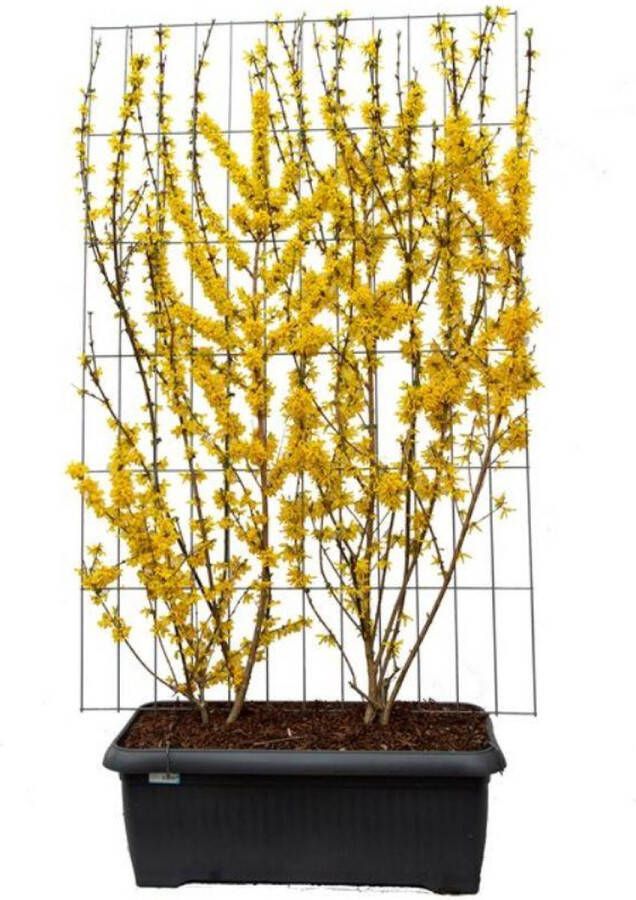 BOTANICLY Struiken – Chinees klokje (Forsythia int Lynwood) – Hoogte: 180 cm – van