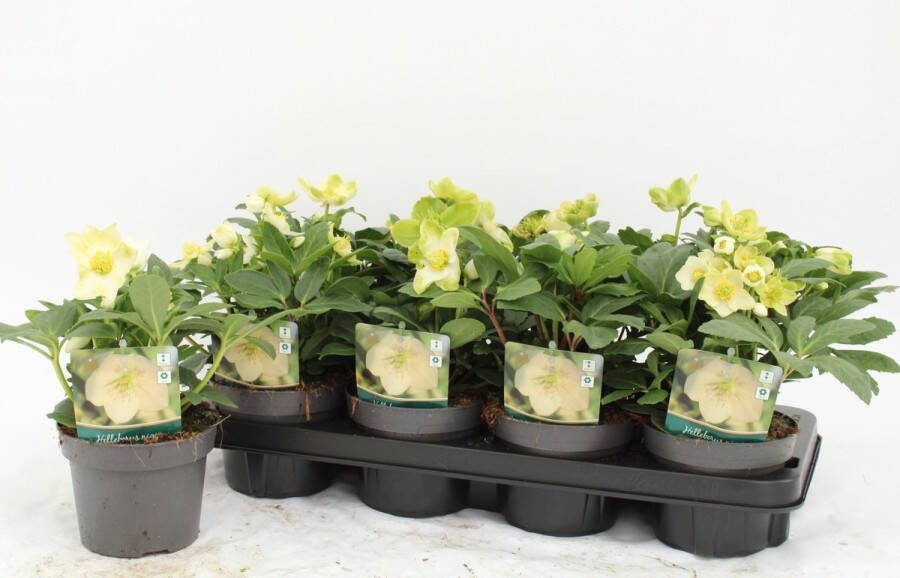 BOTANICLY Struiken – Kerstroos (Helleborus Niger) met bloempot – Hoogte: 35 cm – van