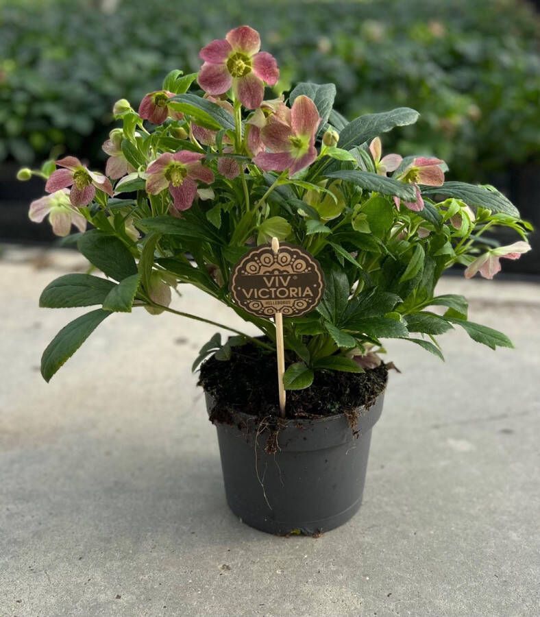 BOTANICLY Struiken – Kerstroos (Helleborus Viv Victoria CM) – Hoogte: 45 cm – van