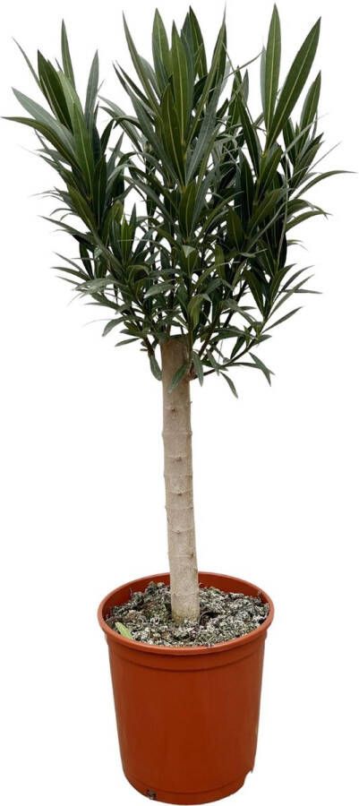 BOTANICLY Struiken – Oleander (Nerium) – Hoogte: 110 cm – van