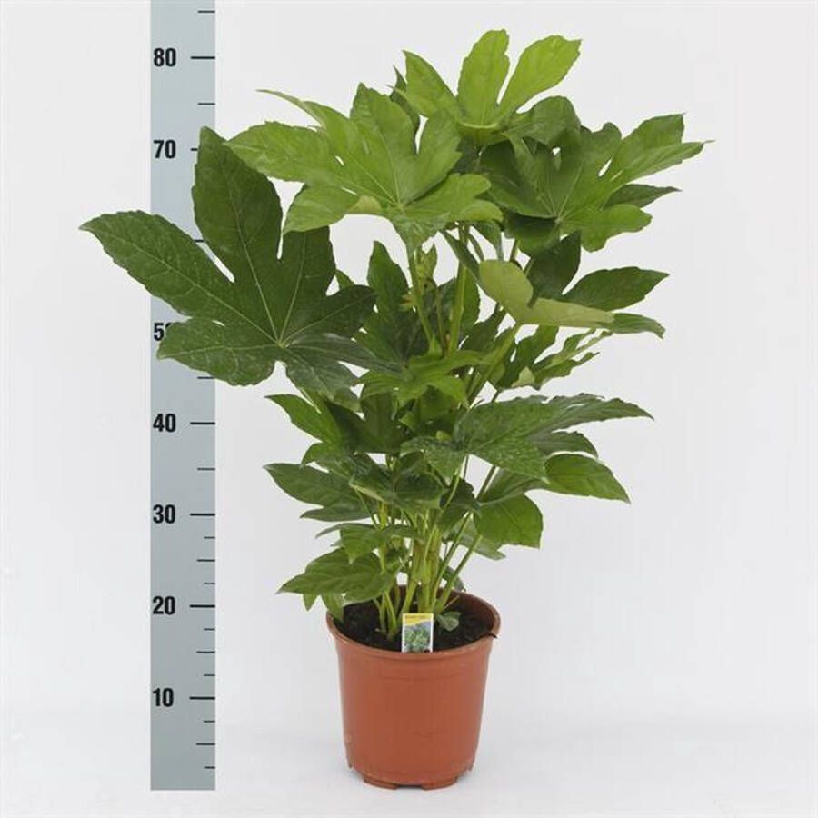 BOTANICLY Struiken – Vingerplant (Fatsia) – Hoogte: 70 cm – van