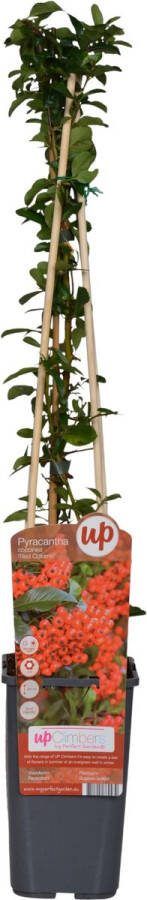 BOTANICLY Struiken – Vuurdoorn (Pyracantha Coccinea Red Column) – Hoogte: 65 cm – van