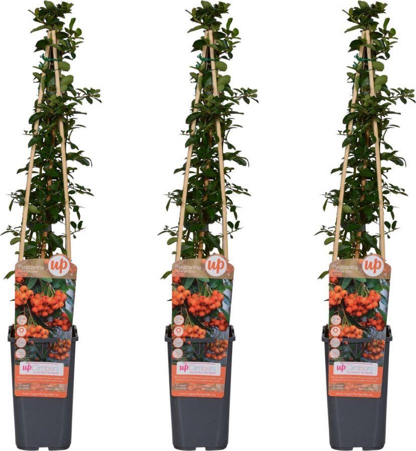 BOTANICLY Struiken – Vuurdoorn (Pyracantha) – Hoogte: 65 cm – van