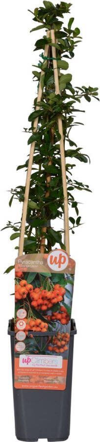 BOTANICLY Struiken – Vuurdoorn (Pyracantha) – Hoogte: 65 cm – van