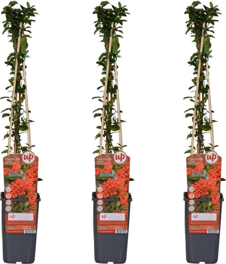 BOTANICLY Struiken – Vuurdoorn (Pyracantha Red Column Coccinea) – Hoogte: 65 cm – van