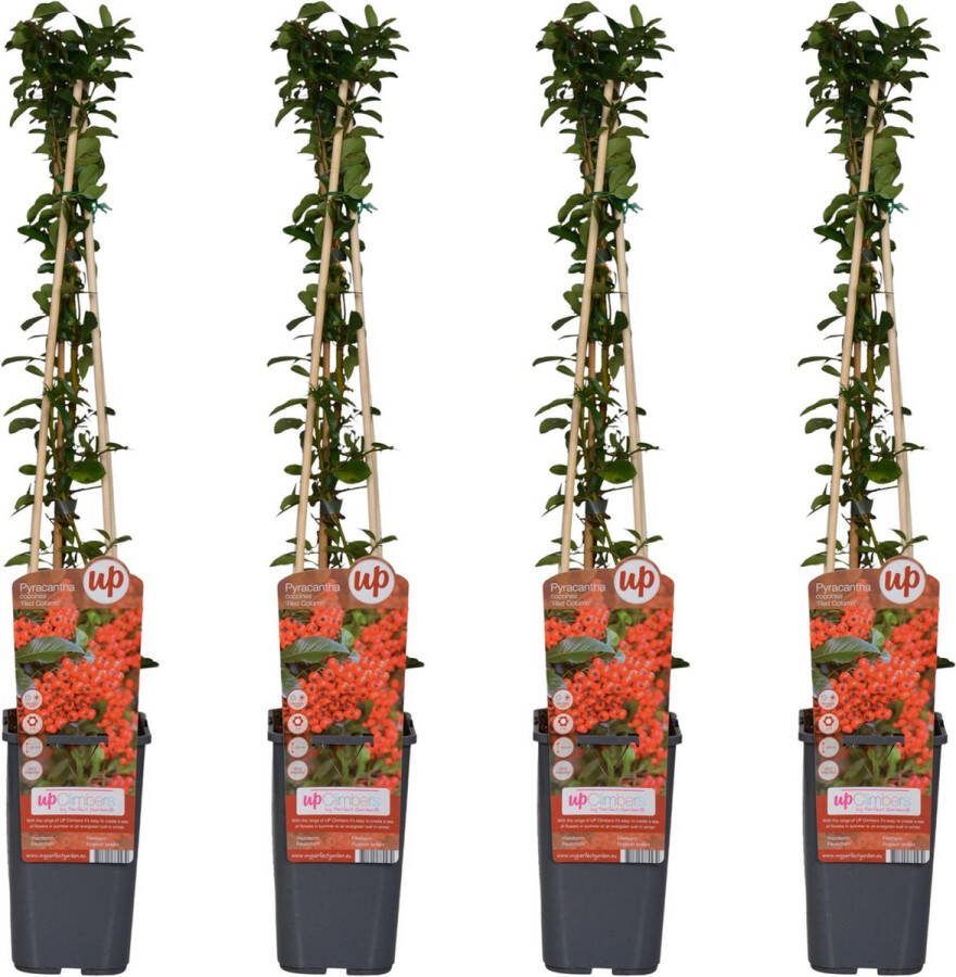 BOTANICLY Struiken – Vuurdoorn (Pyracantha Red Column Coccinea) – Hoogte: 65 cm – van