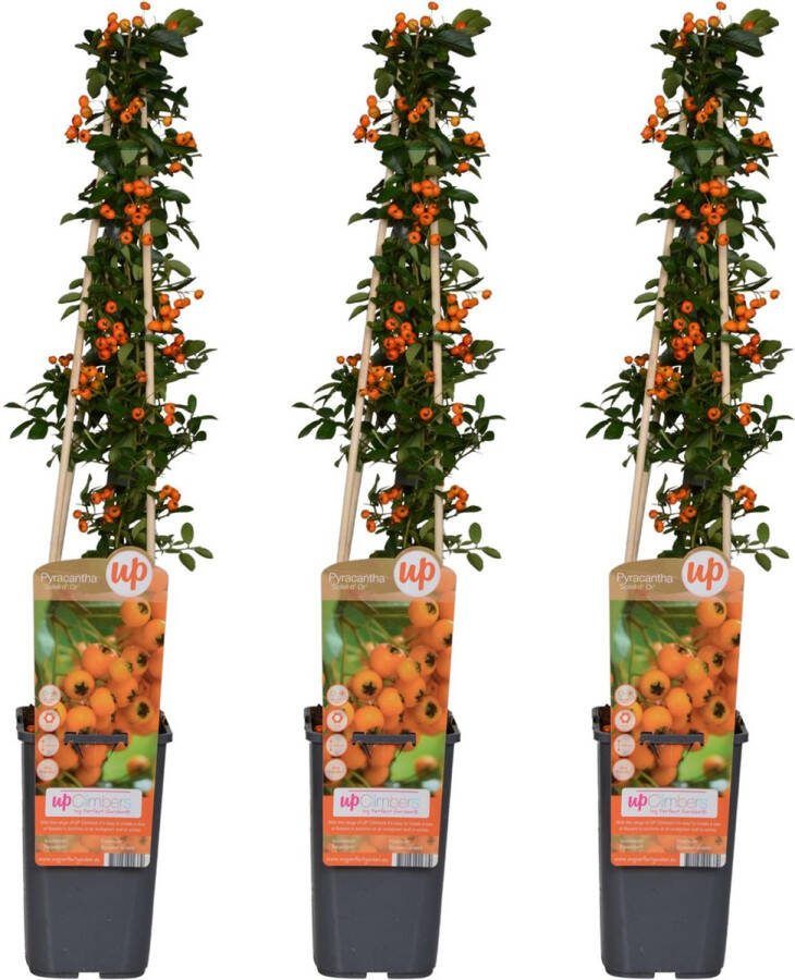 BOTANICLY Struiken – Vuurdoorn (Pyracantha Soleil dOr) – Hoogte: 65 cm – van
