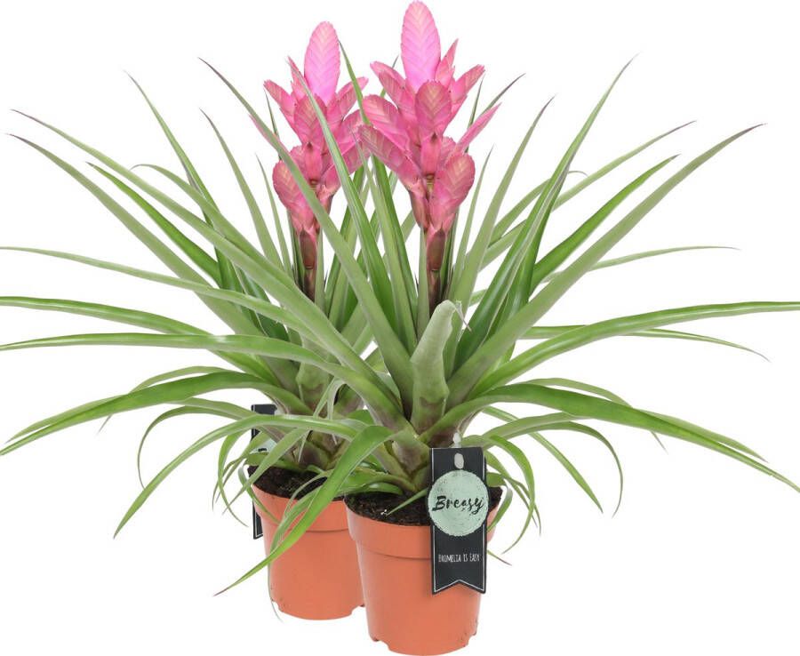 BOTANICLY Tillandsia Antonio (Tillandsia Antonio) – Hoogte: 30 cm – Kamerplant van