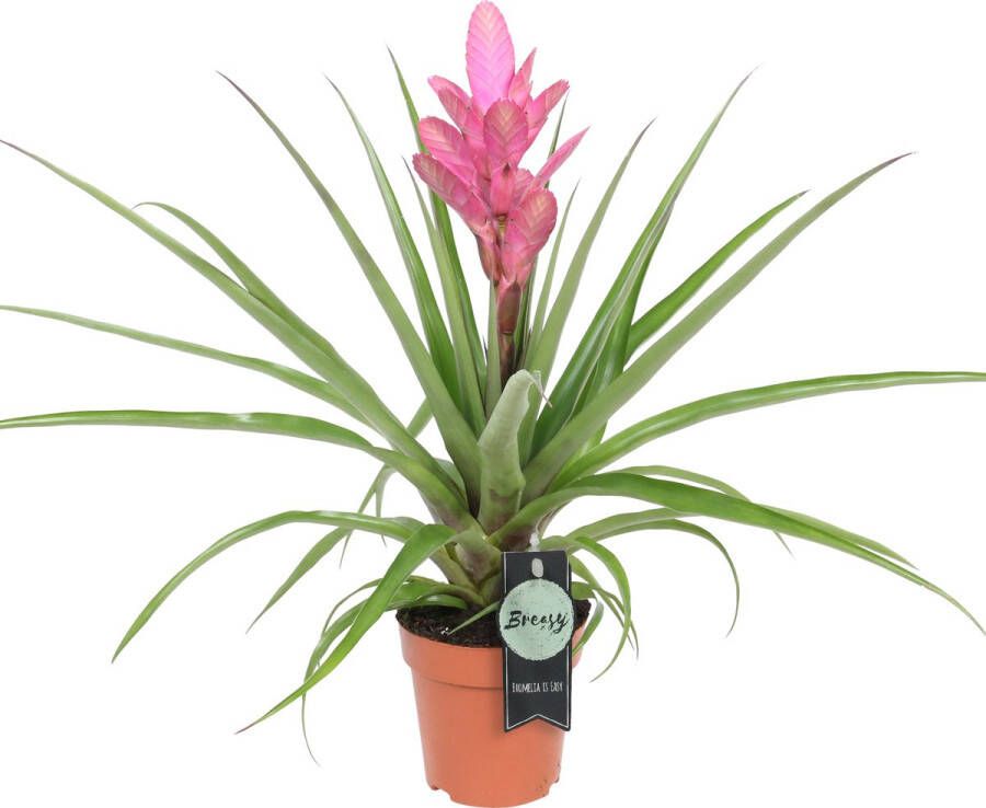 BOTANICLY Tillandsia Antonio (Tillandsia Antonio) – Hoogte: 40 cm – Kamerplant van