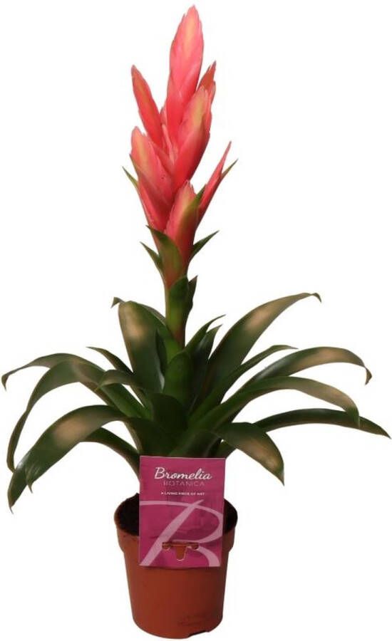 BOTANICLY Tillandsia – Luchtplantje (Tillandsia) – Hoogte: 50 cm – van