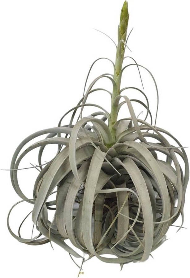 BOTANICLY Tillandsia – Luchtplantje (Tillandsia) – Hoogte: 50 cm – van