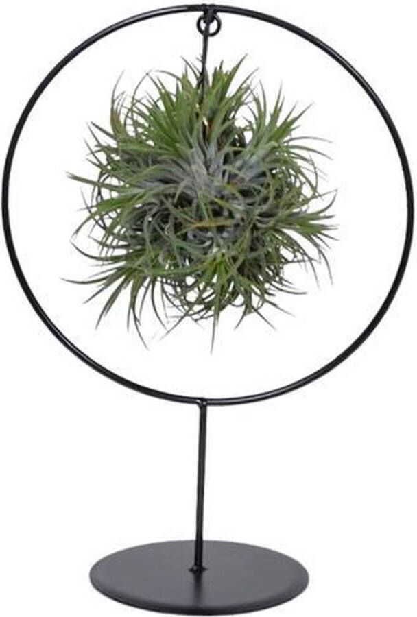 BOTANICLY Tillandsia – Luchtplantje (Tillandsia) met bloempot – Hoogte: 30 cm – van