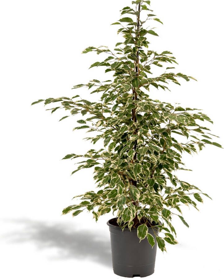 BOTANICLY Groene plant – Rubberboom (Ficus benjamina Golden King) – Hoogte: 95 cm – van