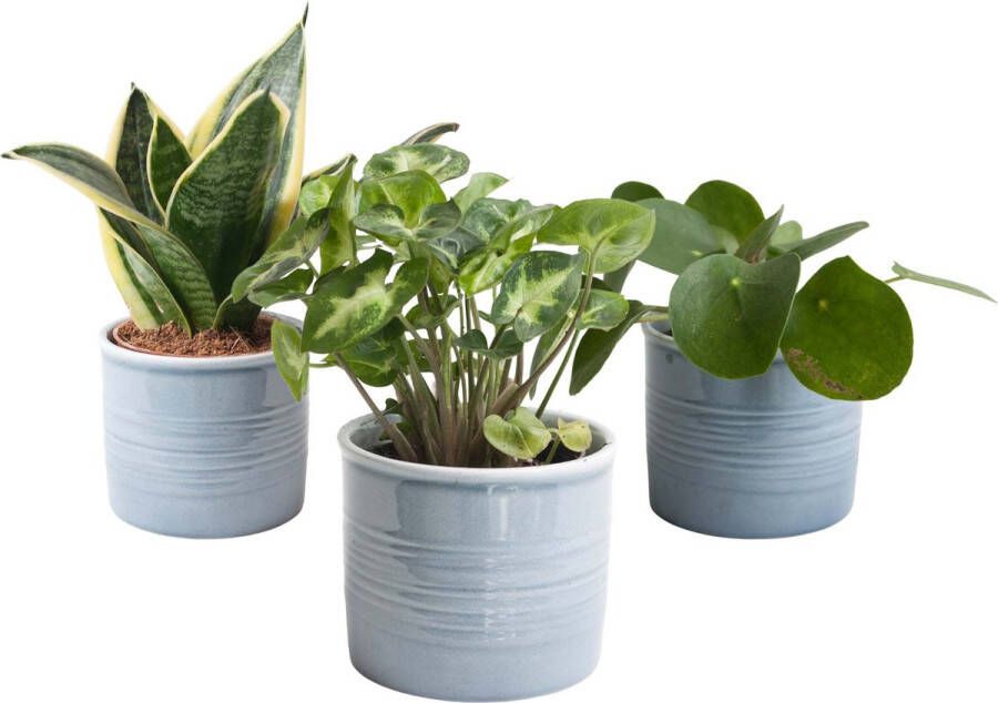 BOTANICLY Trio 'Klein Groen' in Laos keramiek (blauw) 3 planten 15cm hoogte