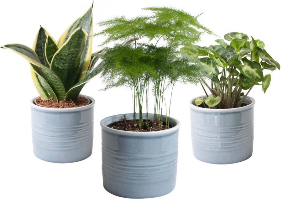 BOTANICLY — Trio miniplanten in Laos keramiek (blauw) 3 planten 20cm