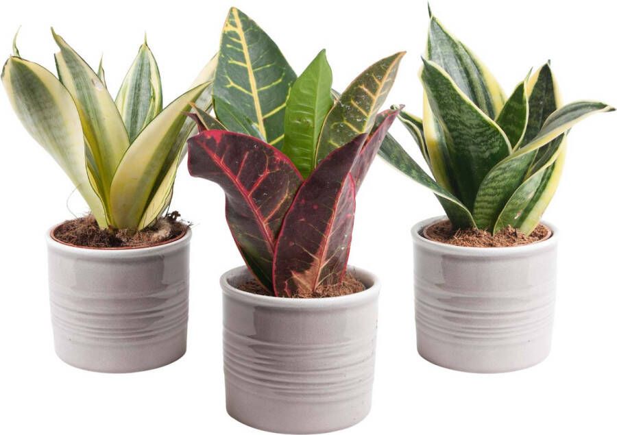 BOTANICLY — Trio Sanseveria in trendy keramiek (3 planten 15cm)