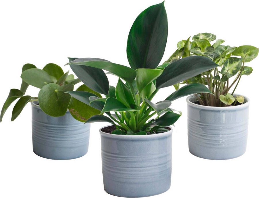 BOTANICLY Trio 'Stevig Groen' in Laos keramiek (blauw) 3 planten 20cm hoogte