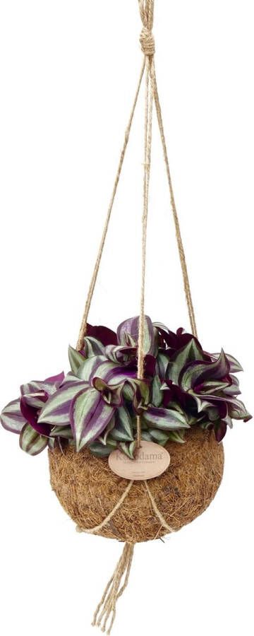 BOTANICLY Vaderplant (Commelinaceae Tradescantia Purpusii Zebrina) met bloempot – Hoogte: 20 cm – Kamerplant van