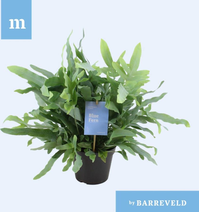 BOTANICLY Varen – Blauwvaren (Phlebodium) – Hoogte: 40 cm – van