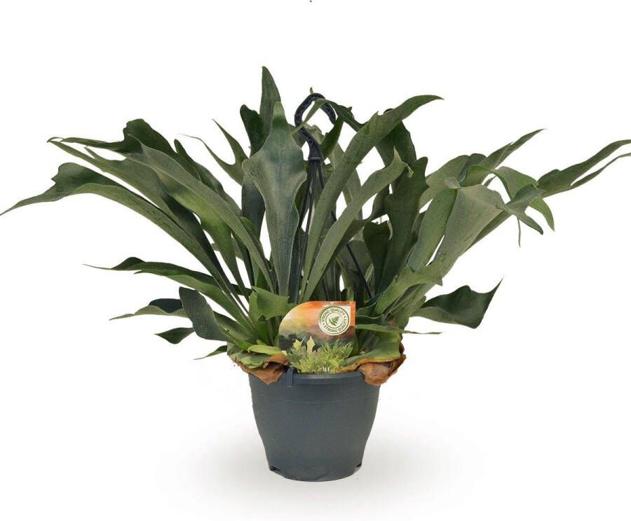 BOTANICLY Varen – Hertshoornvaren (Platycerium Bifurcatum) – Hoogte: 50 cm – van