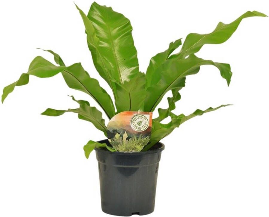 BOTANICLY Varen – Nestvaren (Asplenium Nidus) – Hoogte: 60 cm – van