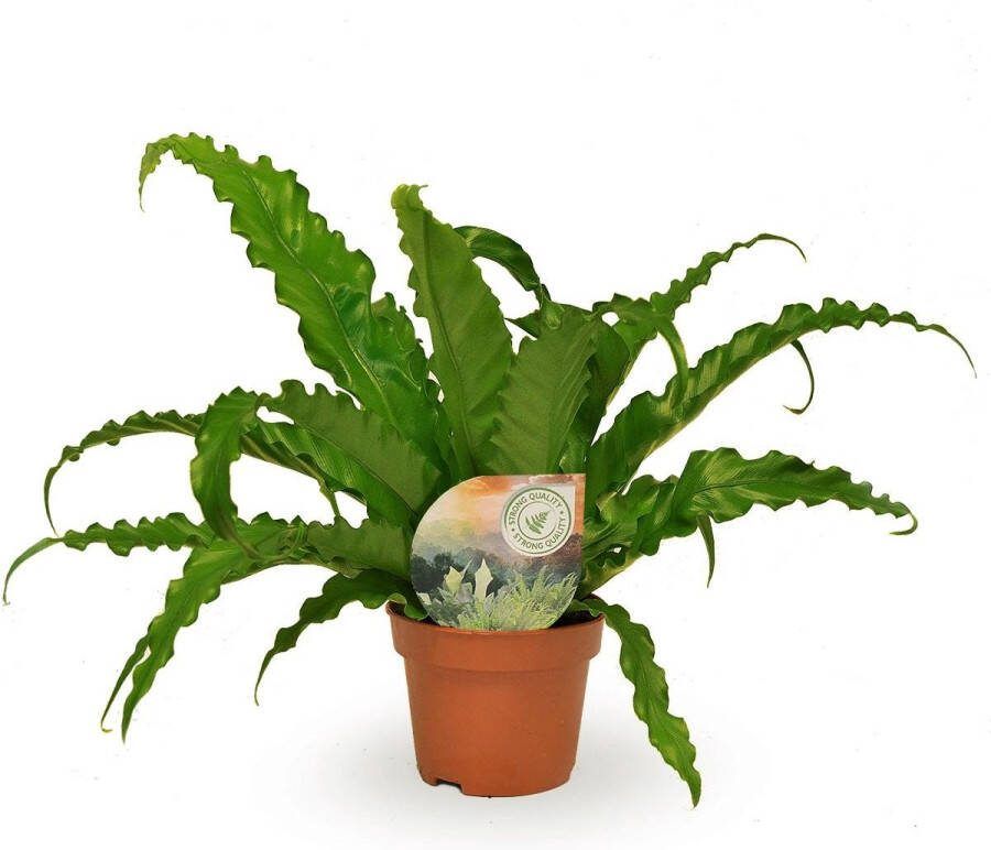 BOTANICLY Varen – Nestvaren (Asplenium Osaka) – Hoogte: 35 cm – van