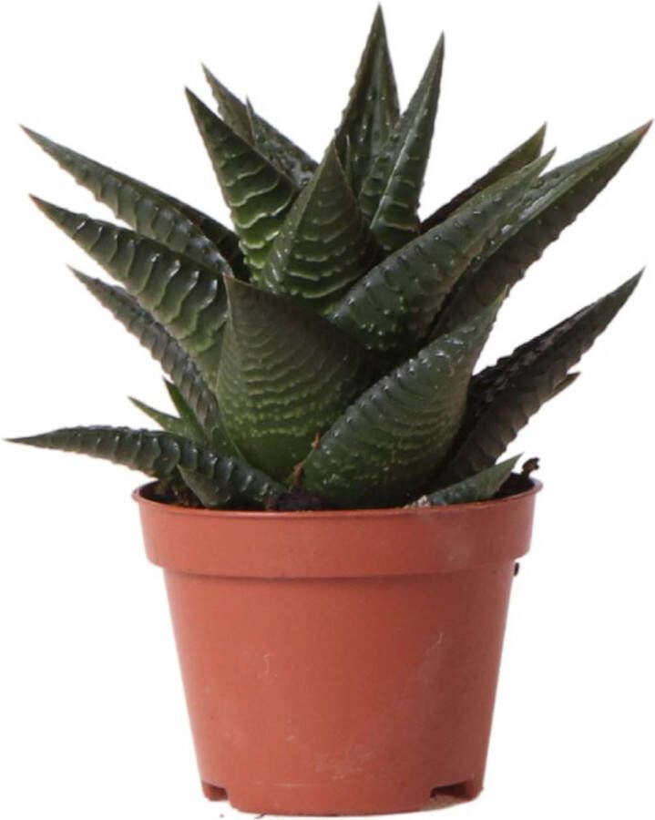 BOTANICLY Vetplant – Vensterplant (Haworthia Limifolia) – Hoogte: 11 cm – van